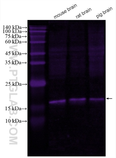 [CL647-67616-100UL] CoraLite®647-conjugated NCS1 Monoclonal antibody