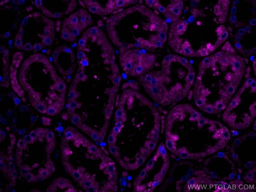 [CL647-67675-100UL] CoraLite®647-conjugated ERP29 Monoclonal antibody