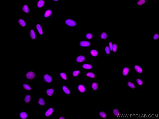 [CL647-67740-100UL] CoraLite®647-conjugated EIF4A3 Monoclonal antibody