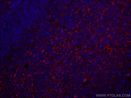 [CL647-67749-100UL] CoraLite®647-conjugated CD70 Monoclonal antibody