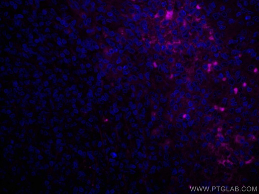 [CL647-67760-100UL] CoraLite®647-conjugated Human IgG Heavy chain Monoclonal antibody