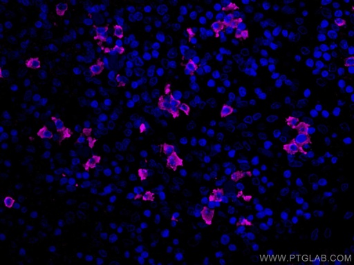 [CL647-67762-100UL] CoraLite®647-conjugated Human IgG lambda chain Monoclonal antibody