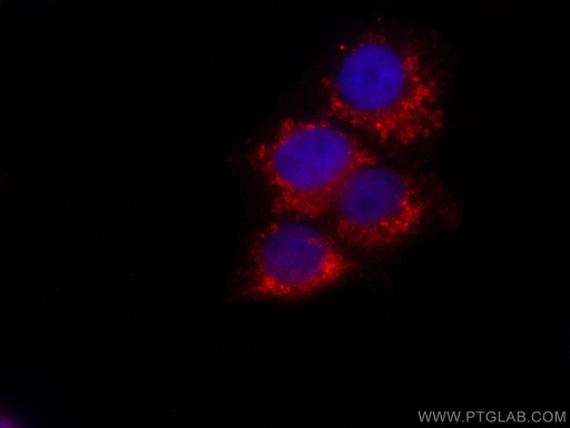 [CL647-67784-100UL] CoraLite®647-conjugated citrate synthase Monoclonal antibody