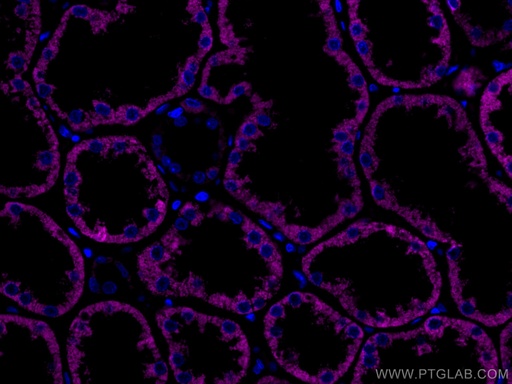 [CL647-67791-100UL] CoraLite®647-conjugated AIF Monoclonal antibody