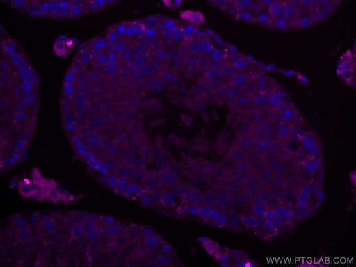[CL647-67808-100UL] CoraLite®647-conjugated SMCR7L Monoclonal antibody