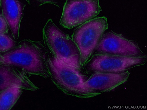 [CL647-67810-100UL] CoraLite®647-conjugated LARP1 Monoclonal antibody