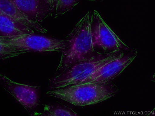 [CL647-67818-100UL] CoraLite®647-conjugated HGS Monoclonal antibody