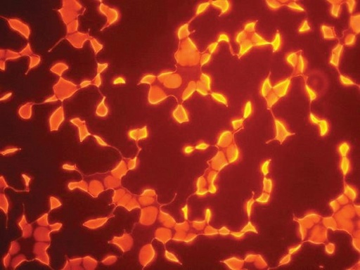 Propidium iodide